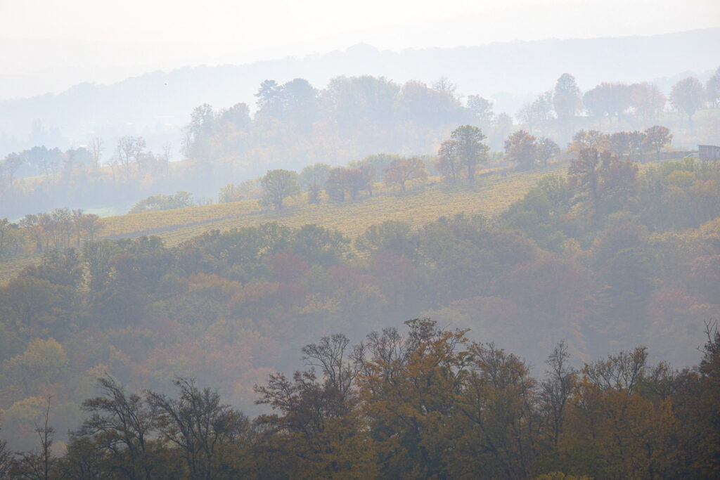 Forest Photo by Aine Parlade